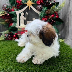Shih Tzu Puppy Valor