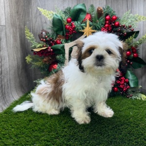 Shih Tzu Puppy Valor