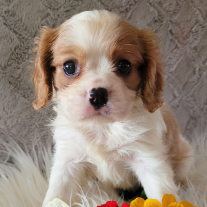 Cavalier King Charles Spaniel Puppy Clint