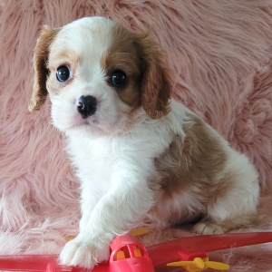 Cavalier King Charles Spaniel Puppy Clint