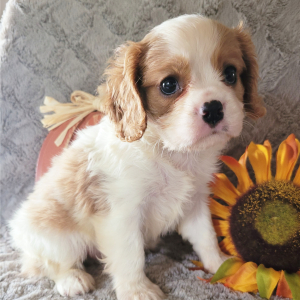 Cavalier King Charles Spaniel Puppy Clint