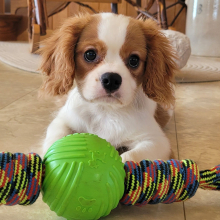 Cavalier King Charles Spaniel Puppy Clint