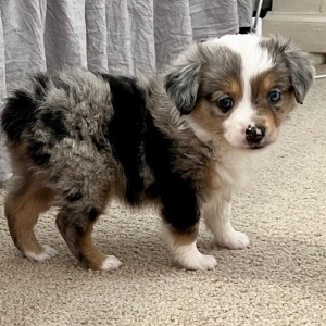 Australian Shepherd Puppy Tinkerbell