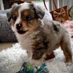 Australian Shepherd Puppy Tinkerbell