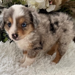 Australian Shepherd Puppy Tinkerbell