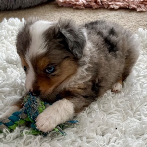 Australian Shepherd Puppy Tinkerbell