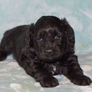 Cavapoo Puppy Maggie