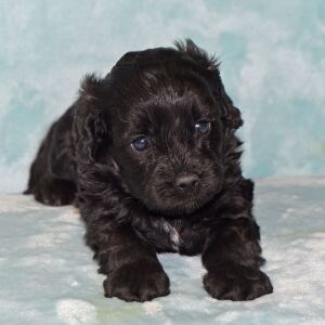 Cavapoo Puppy Maggie