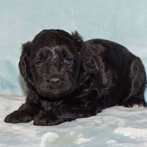 Cavapoo Puppy Maggie