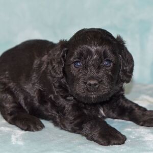 Cavapoo Puppy Maggie