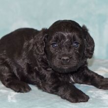 Cavapoo Puppy Maggie