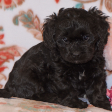 Cavapoo Puppy Maggie