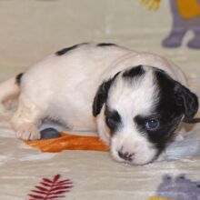 Yorkiepoo Puppy Marie
