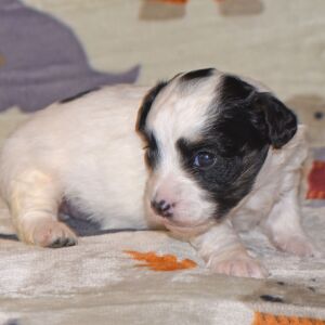 Yorkiepoo Puppy Marie