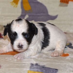 Yorkiepoo Puppy Marie