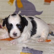 Yorkiepoo Puppy Marie