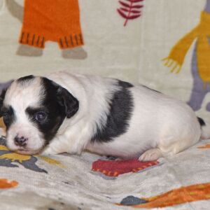 Yorkiepoo Puppy Marie