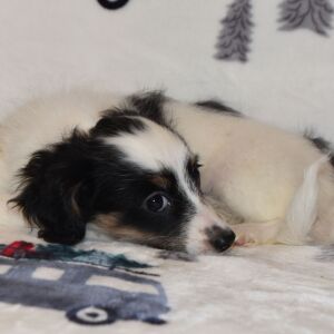Yorkiepoo Puppy Marie