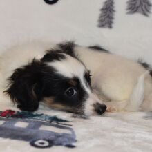 Yorkiepoo Puppy Marie