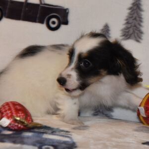 Yorkiepoo Puppy Marie