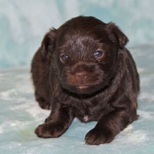 Miniature Schnauzer Puppy Brooke