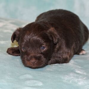 Miniature Schnauzer Puppy Brooke