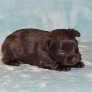 Miniature Schnauzer Puppy Brooke