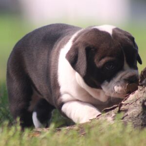 Victorian Bulldog Puppy Annabelle