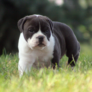 Victorian Bulldog Puppy Annabelle