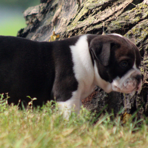 Victorian Bulldog Puppy Annabelle