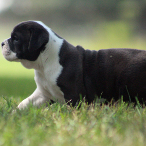 Victorian Bulldog Puppy Annabelle