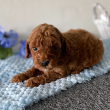 Poodle Puppy Luke