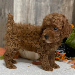 Poodle Puppy Luke