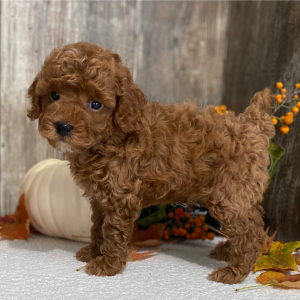Poodle Puppy Luke