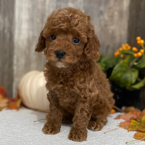 Poodle Puppy Luke