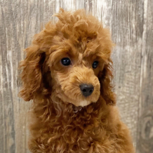 Poodle Puppy Luke