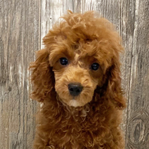 Poodle Puppy Luke
