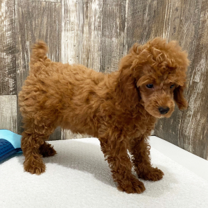 Poodle Puppy Luke