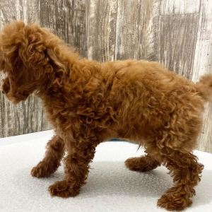 Poodle Puppy Luke