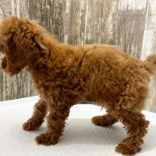 Poodle Puppy Luke