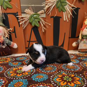 Australian Shepherd Puppy River