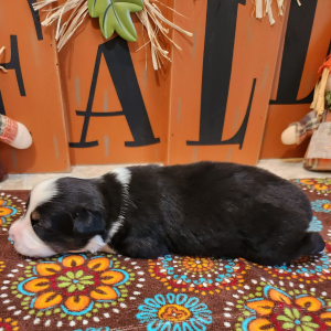 Australian Shepherd Puppy River