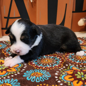 Australian Shepherd Puppy River