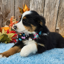 Australian Shepherd Puppy River