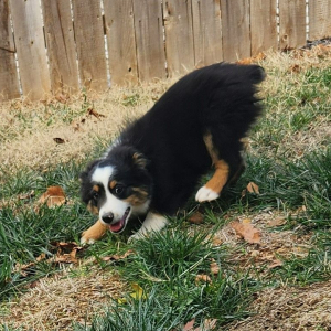 Australian Shepherd Puppy River