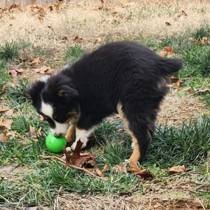 Australian Shepherd Puppy River