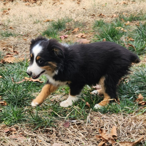 Australian Shepherd Puppy River