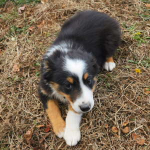 Australian Shepherd Puppy River