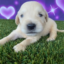 Golden Retriever Puppy Jimmy
