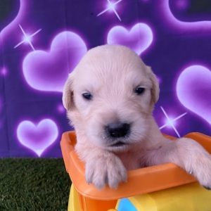 Golden Retriever Puppy Jimmy